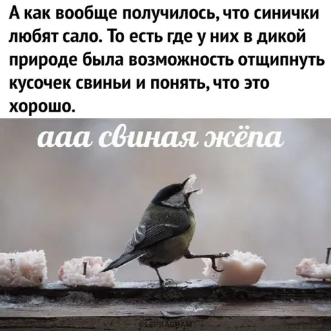 Синичка и свиная жёса