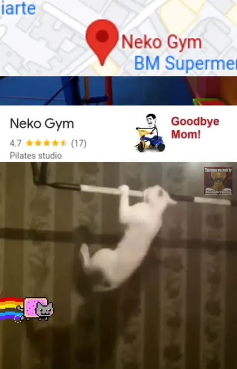Neko Gym Cat Workout