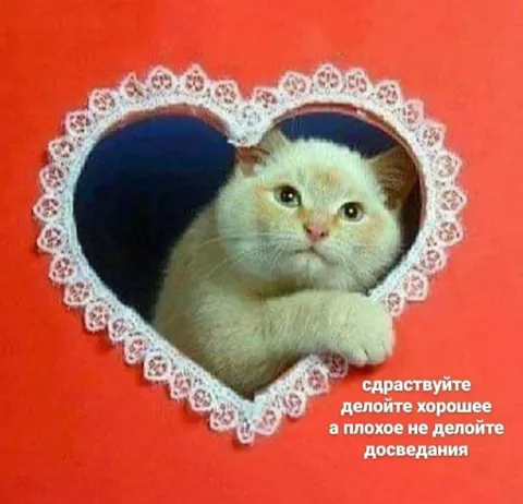 Котик с добрыми пожеланиями