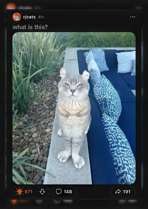 What Is This Cat Doing?