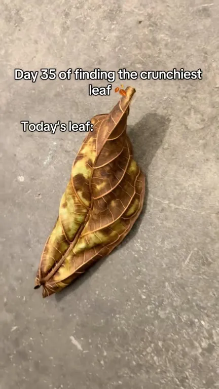 Finding the Crunchiest Leaf