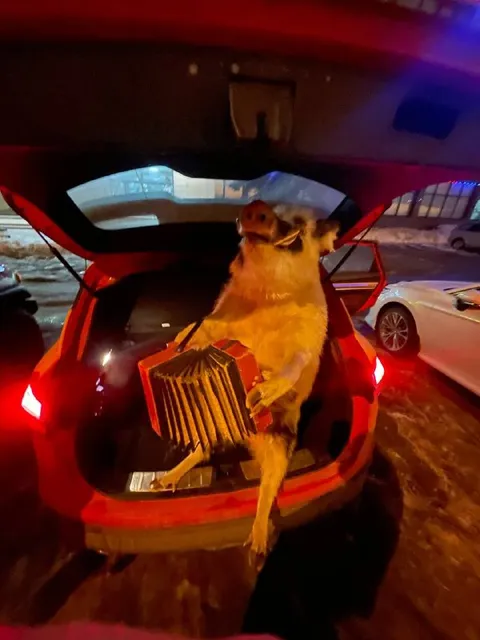 Курица играет на аккордеоне