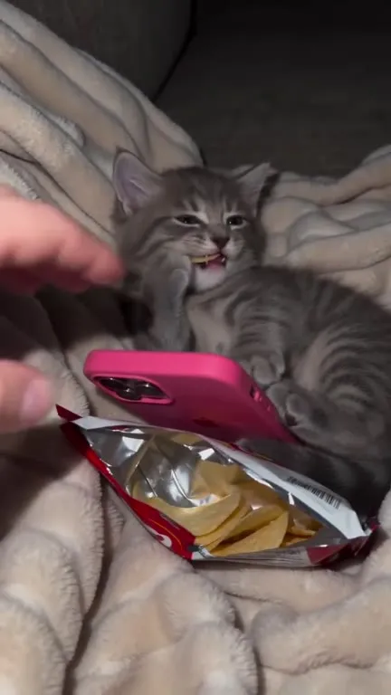 Котёнок не хочет спать