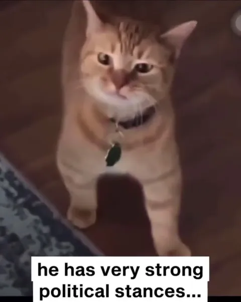 Cat Has Strong Political Stances