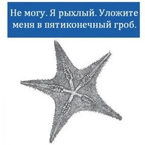 Рыхлая морская звезда в гробу