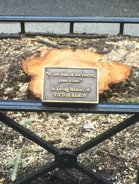 Plant a Tree to Live Forever