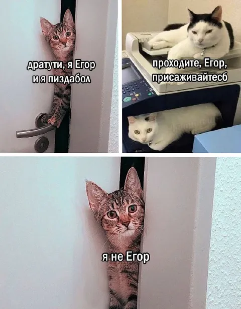 Кот Егор оказался пиздаболом