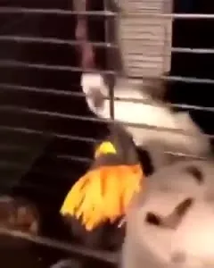 Попугай застрял за игрушкой