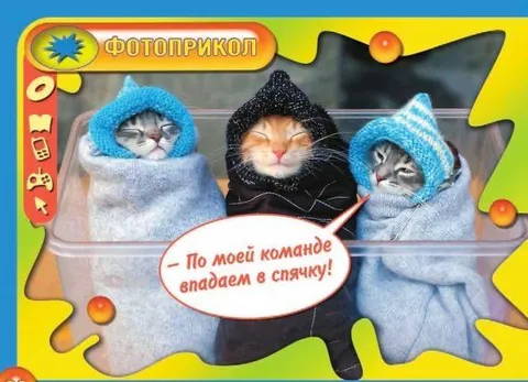 Котята впадают в спячку