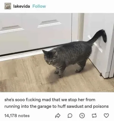 Cat Furious About Garage Dust