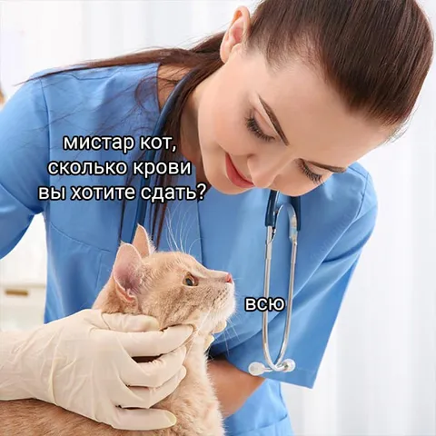 Кот сдаёт всю кровь