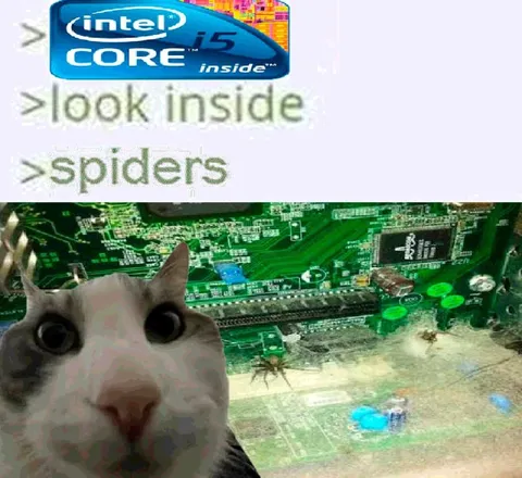 Look Inside Spiders