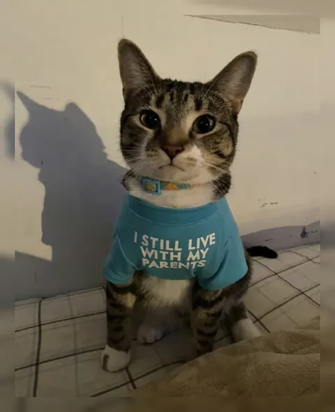 Cat Still Lives With Parents