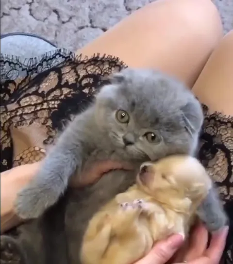 Котёнок обнимает щенка