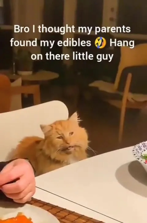 Cat Waits Out the Edibles