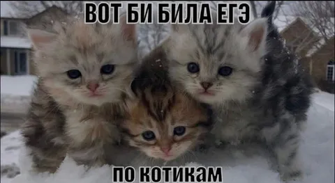 Вот би была ета по котикам
