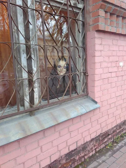 Кот за решёткой окна