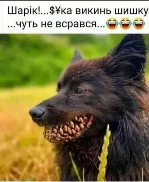 Шарик и страшная шишка