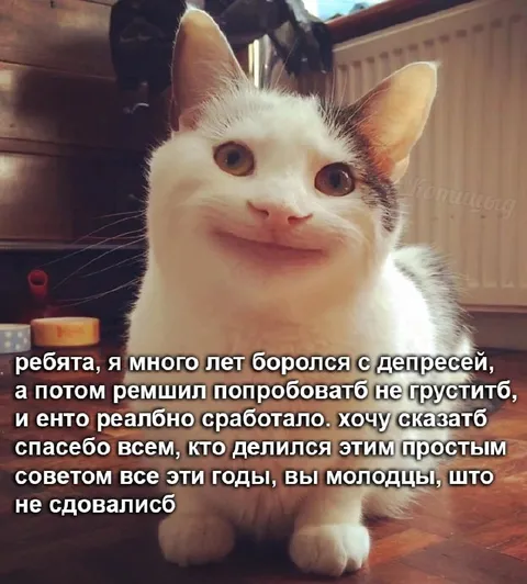 Кот победил депрессию