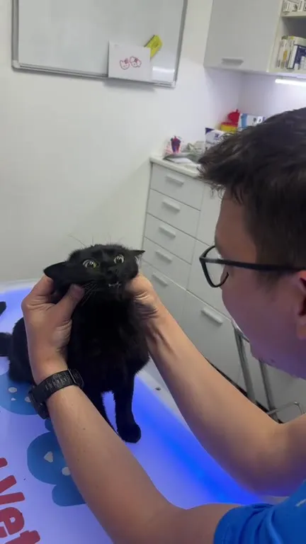 Кот под Pretty Little Baby