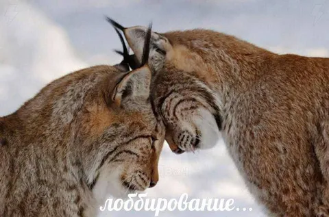 Лоббирование между рысями