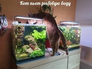 Кот пьет рыбою воду