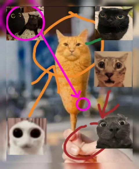 Схема странных кошачьих реакций