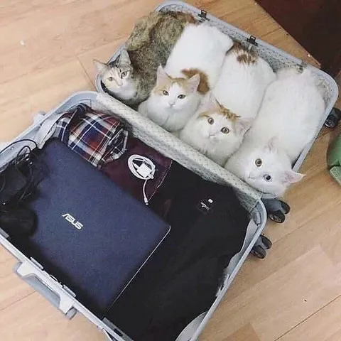 Коты собираются в поездку