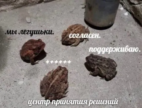 Лягушки принимают решение
