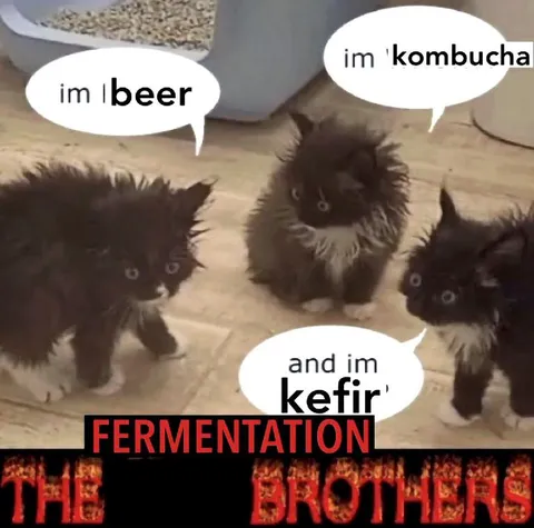 Fermentation Brothers Kittens