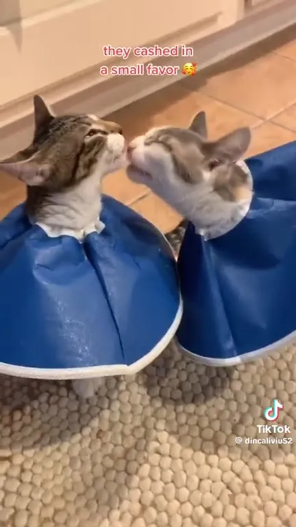 Recently Spayed Kittens Kiss
