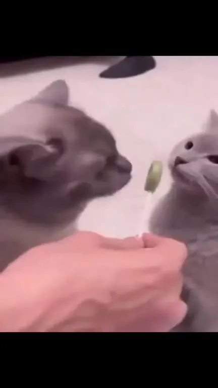 Коты делят леденец