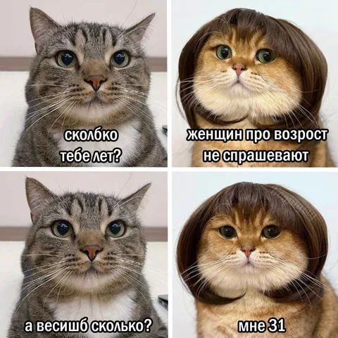 Кошка спрашивает про вес