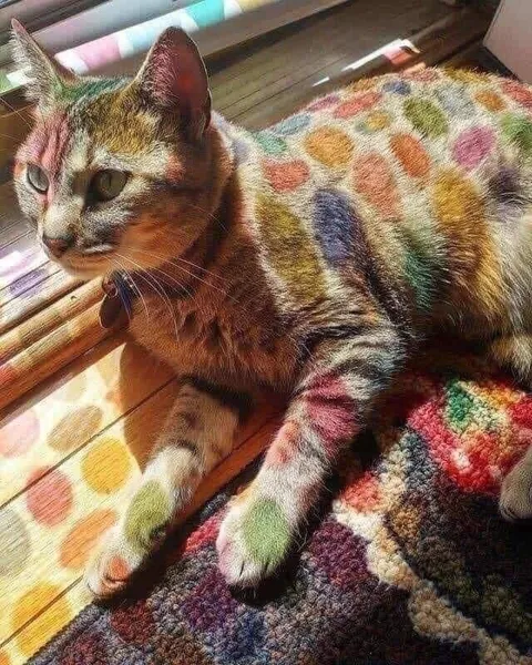 Кот в разноцветных пятнах