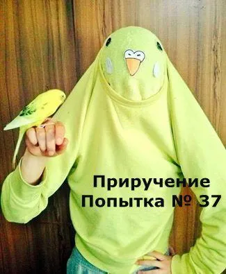 Приручение: попытка № 37