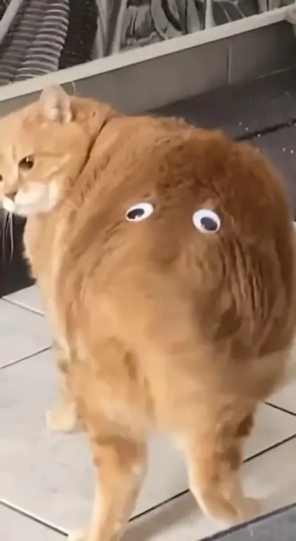 Круглый кот с выпученными глазами
