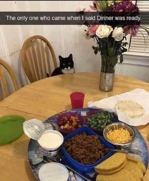 Cat Comes for Dinner