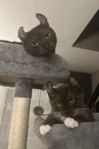 Банда злобных котов