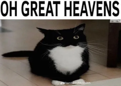 Oh Great Heavens Cat