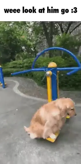 Golden Retriever on the Spinning Ride