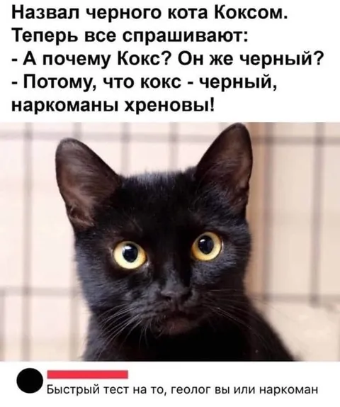 Почему кота назвали Коксом