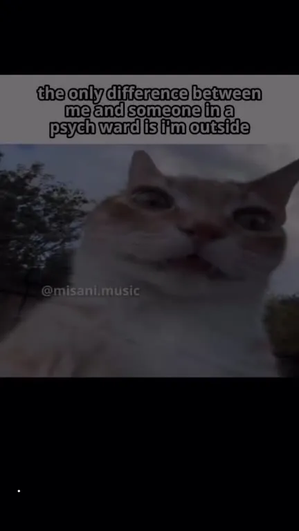 Psych Ward vs Outside Cat