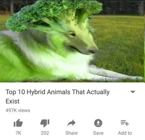Broccoli Dog Hybrid