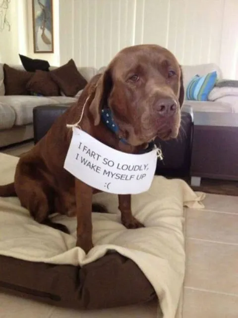 Dog Wakes Himself With a Fart