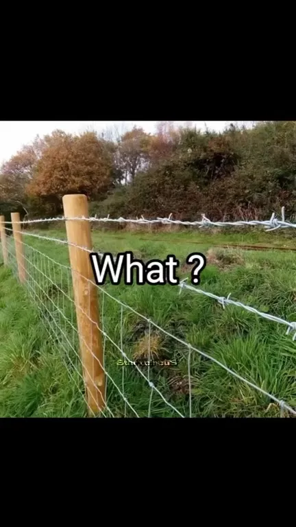Deer Says Hey Apple