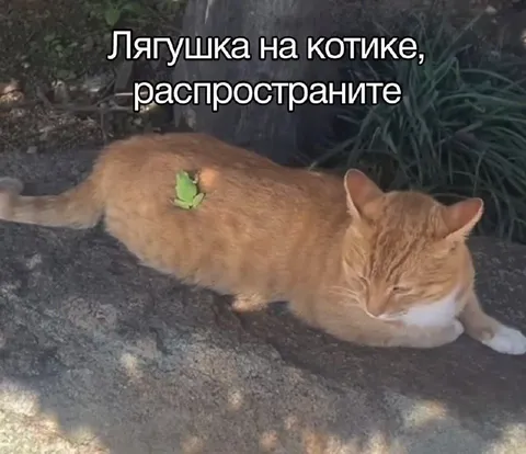 Лягушка на котике