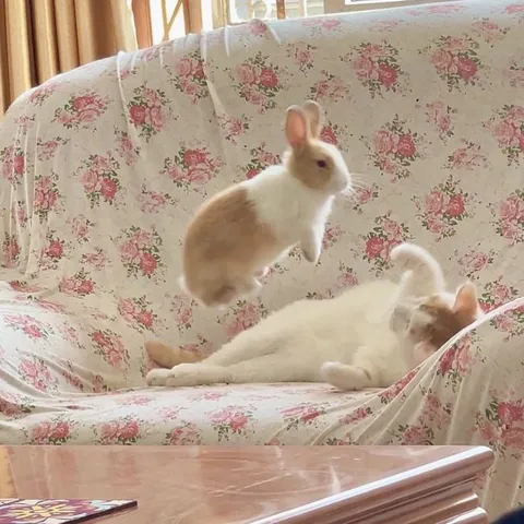Кролик прыгает на кота