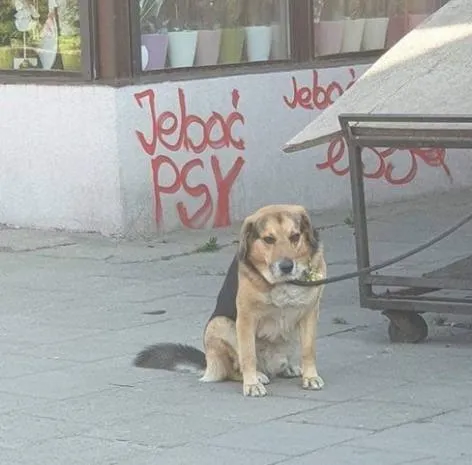Pies siedzi obok graffiti