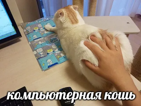 Компьютерная кошь за работой