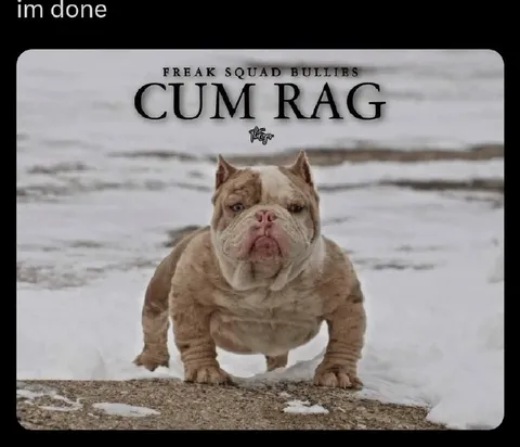 Freak Squad Cum Rag Bulldog